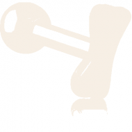 ZIRCON GOLD PVD COATED SURGICAL STEEL TRAGUS MICRO BARBELL - BONE